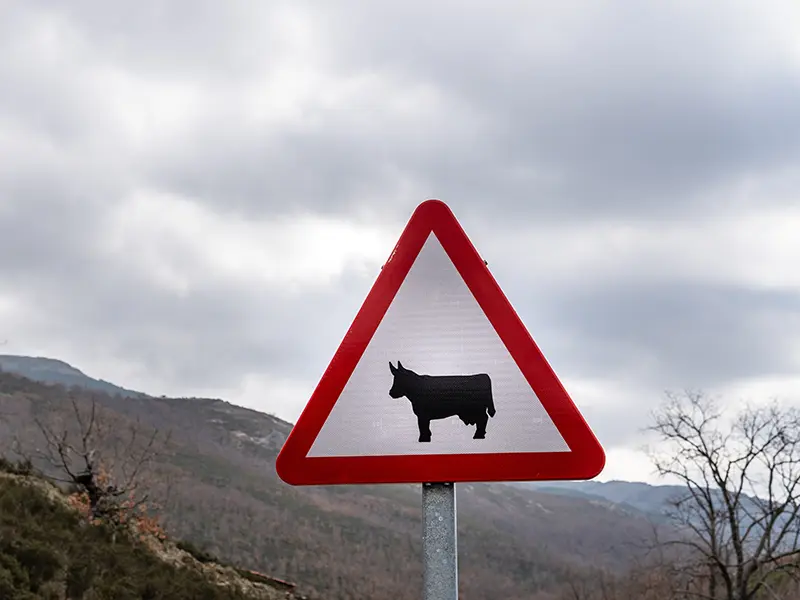 Procena stete Znak zivotinja na putu